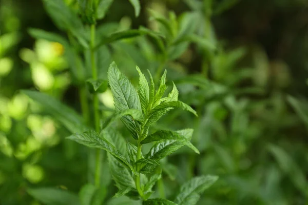 Beautiful Mint Lush Green Leaves Growing Outdoors Closeup — Stok fotoğraf