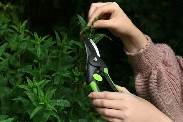Woman Cutting Fresh Green Mint Pruner Outdoors Closeup — Φωτογραφία Αρχείου
