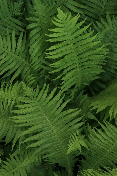 Helecho Hermoso Con Hojas Verdes Exuberantes Que Crecen Aire Libre —  Fotos de Stock