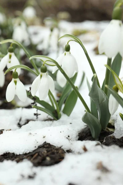 Hermosas Gotas Nieve Que Florecen Creciendo Aire Libre Flores Primavera —  Fotos de Stock