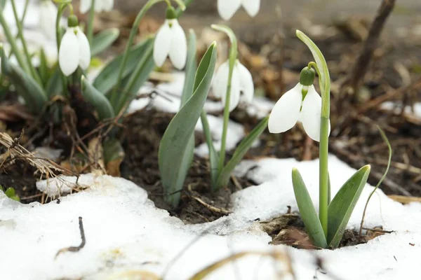Gyönyörű Virágzó Hóvirág Szabadban Hely Szövegnek Tavaszi Virágok — Stock Fotó