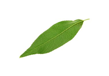 Yeşil şeftali yaprağı beyazda izole edilmiş.