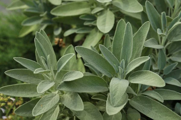 Vacker Salvia Med Gröna Blad Växer Utomhus Närbild — Stockfoto