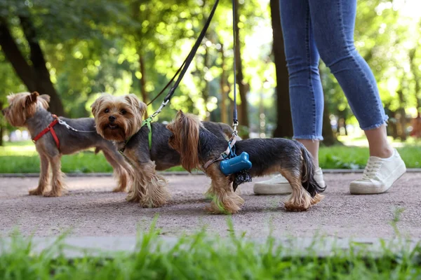 Cute Yorkshire Terrier Dogs Holder Poo Bags Park — Stock Photo, Image