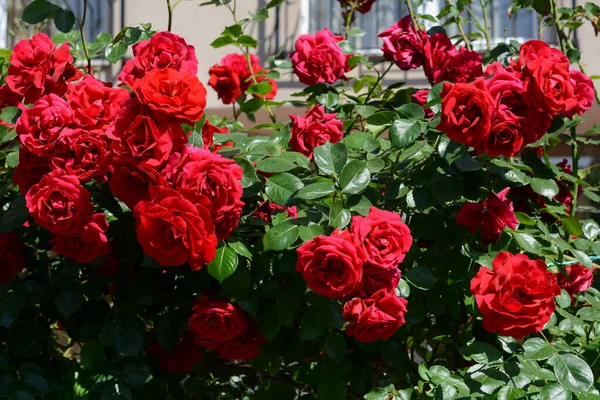 Beautiful Blooming Rose Bush Outdoors Sunny Day — Stock Fotó