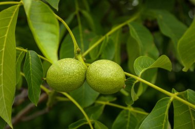 Green unripe walnuts on tree branch outdoors, closeup