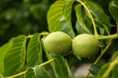 Green unripe walnuts on tree branch outdoors, closeup