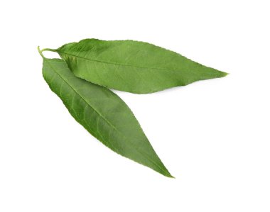 İki yeşil şeftali ağacı yaprakları beyaz üzerinde izole edilmiş