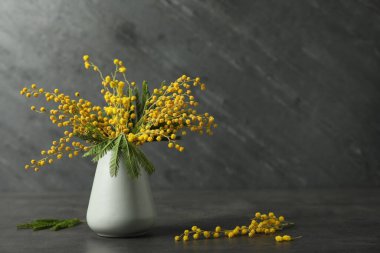 Siyah arka planda güzel mimoza çiçekleri.