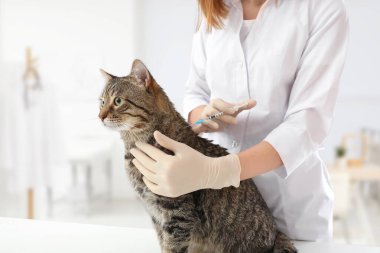 Profesyonel veterinere aşılanması sevimli kedi klinikte