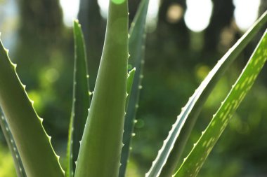 Güneşli bir günde güzel aloe vera bitkisinin yakın görüntüsü.