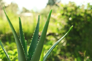 Güneşli bir günde güzel aloe vera bitkisinin yakın görüntüsü.