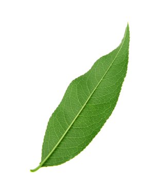 Yeşil şeftali yaprağı beyazda izole edilmiş.