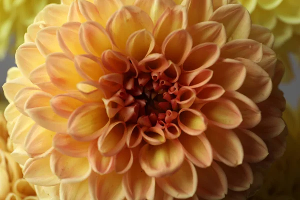 Piękny Pomarańczowy Kwiat Dahlii Jako Tło Zbliżenie — Zdjęcie stockowe