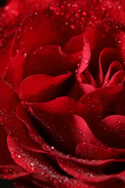 Closeup Άποψη Του Όμορφου Άνθηση Τριαντάφυλλο Δροσιά Σταγόνες Φόντο — Φωτογραφία Αρχείου