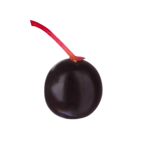 一个黑色的接骨木莓 Sambucus 在白色上被分离出来 — 图库照片