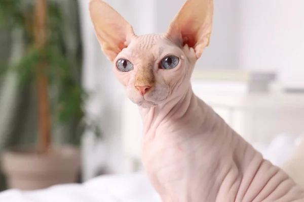 Carino Gatto Sphynx Casa Primo Piano Bellissimo Animale Domestico — Foto Stock