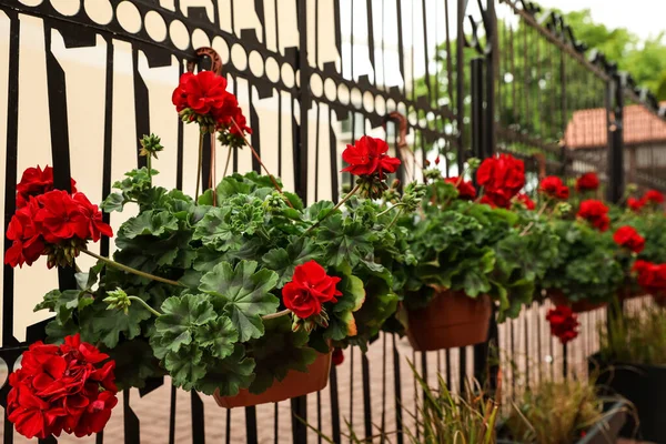 Beautiful potted red geranium flowers growing outdoors