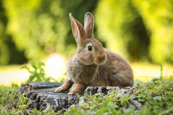 Lindo Conejo Esponjoso Tronco Árbol Entre Hierba Verde Aire Libre — Foto de Stock