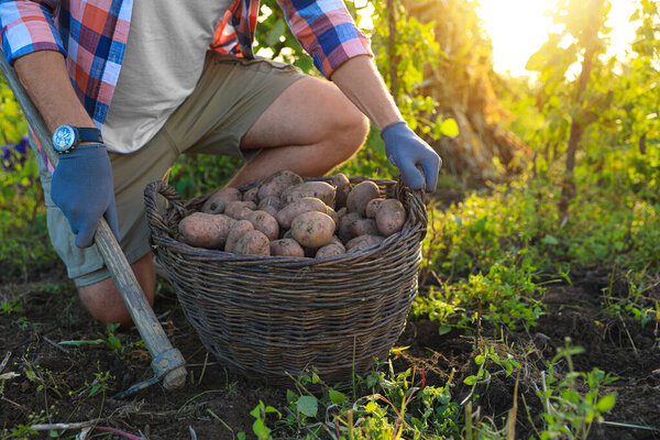 Man harvesting fresh ripe potatoes on farm, closeup