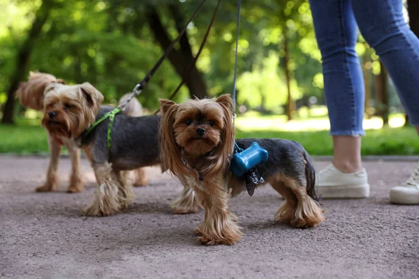 Cute Yorkshire Terrier Dogs Holder Poo Bags Park — Stock Photo, Image