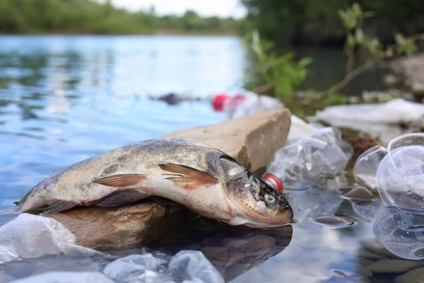 Dead fish on stone among trash in river. Environmental pollution concept