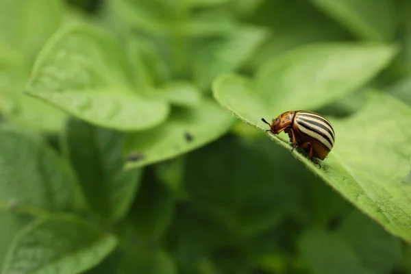 Colorado Potato Beetle Green Plant Outdoors Closeup Space Text — Stock Photo, Image