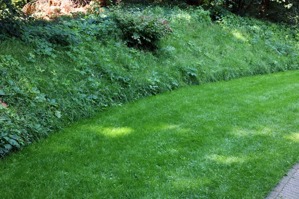 Beautiful Lawn Green Grass Sunny Day — ストック写真