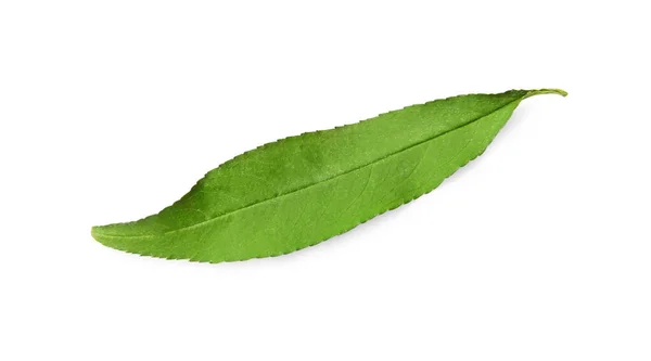 Folha Pêssego Verde Isolada Branco — Fotografia de Stock