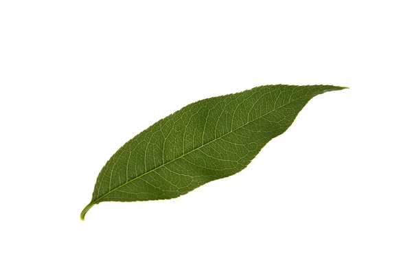 Зеленый Персиковый Лист Изолированный Белом — стоковое фото