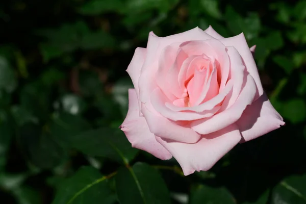 Bush Beautiful Blooming Rose Garden Sunny Day Closeup Space Text — Stockfoto