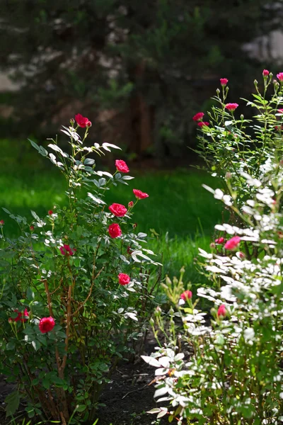 Beautiful Blooming Rose Bushes Outdoors Sunny Day — 스톡 사진