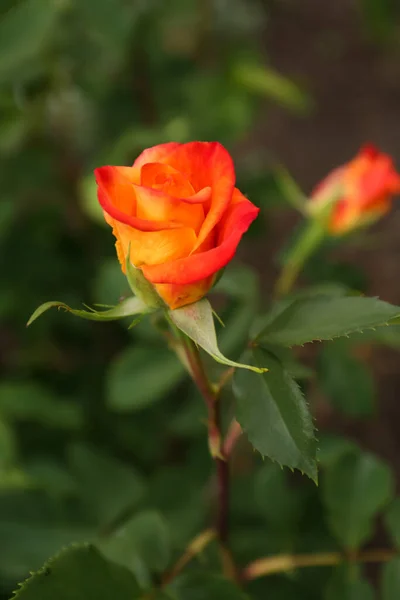 Όμορφο Πορτοκαλί Τριαντάφυλλο Αυξάνεται Στον Κήπο Closeup — Φωτογραφία Αρχείου