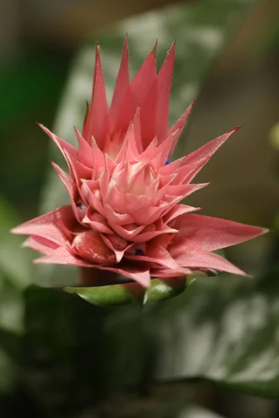 Krásné Kvetoucí Bromelia Květ Rozmazaném Pozadí Detailní Záběr — Stock fotografie