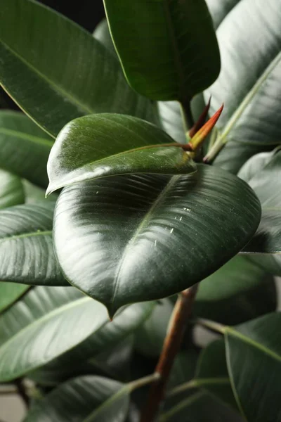 Fíkus Svěžím Listím Detailní Záběr Tropická Rostlina — Stock fotografie