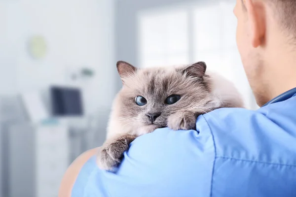 Veterinär Som Håller Katt Kliniken Närbild — Stockfoto