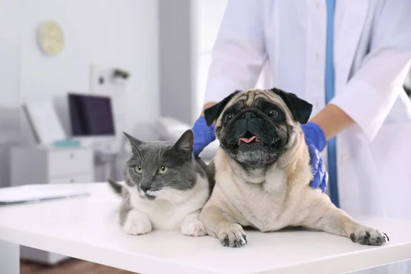 Veterinární Lékař Vyšetření Roztomilý Pug Pes Kočka Klinice — Stock fotografie