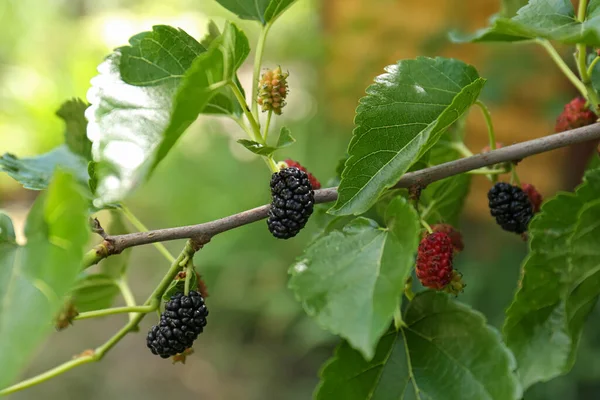 Branch Ripe Unripe Mulberries Garden Closeup — Stock Photo, Image