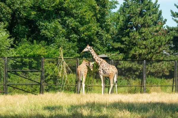 Schöne Giraffen Zoo Sonnigem Tag — Stockfoto