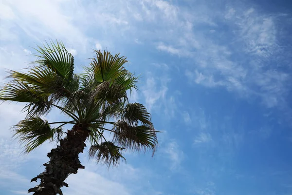Vacker Tropisk Palm Mot Blå Himmel Låg Vinkel — Stockfoto