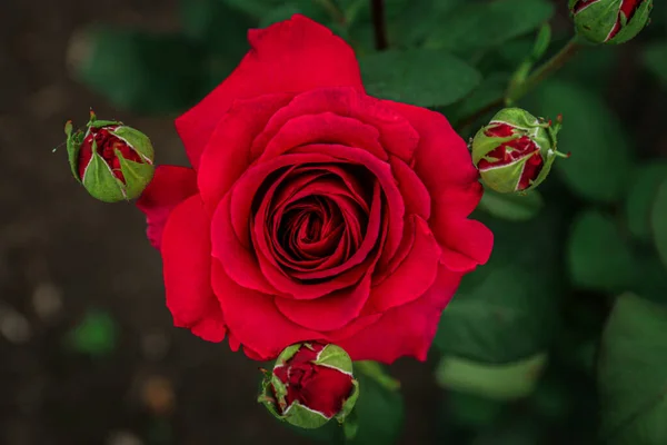 Closeup View Beautiful Blooming Rose Bush Outdoors — 图库照片