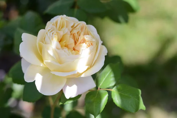 Beautiful White Rose Flower Blooming Outdoors Closeup Space Text — Fotografia de Stock