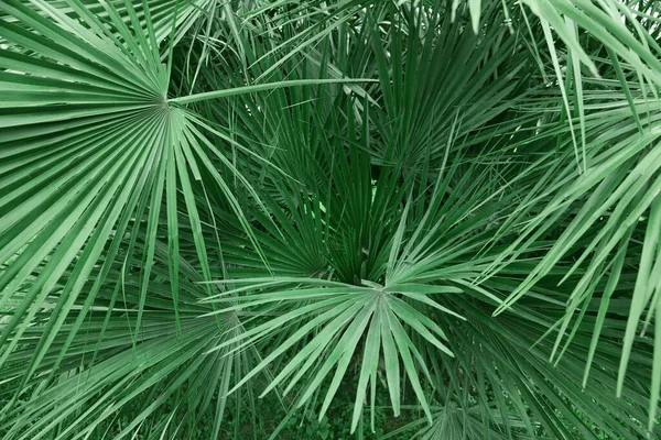 Beautiful Green Tropical Leaves Outdoors Closeup View — Stockfoto