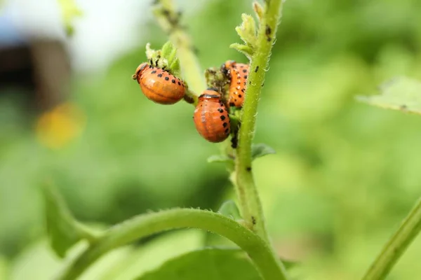 Colorado Potato Beetle Larvae Plant Outdoors Closeup — Stock Photo, Image