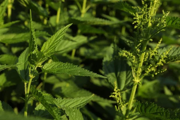 Hermosas Plantas Ortiga Verde Que Crecen Aire Libre —  Fotos de Stock