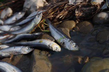 Dead fishes on stones near river, closeup. Environmental pollution concept