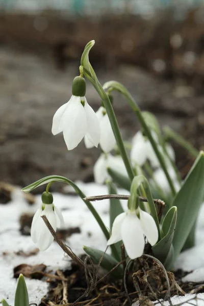 Hermosas Gotas Nieve Que Florecen Creciendo Aire Libre Flores Primavera —  Fotos de Stock
