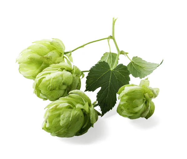 Fresh hop flowers with leaves on white background