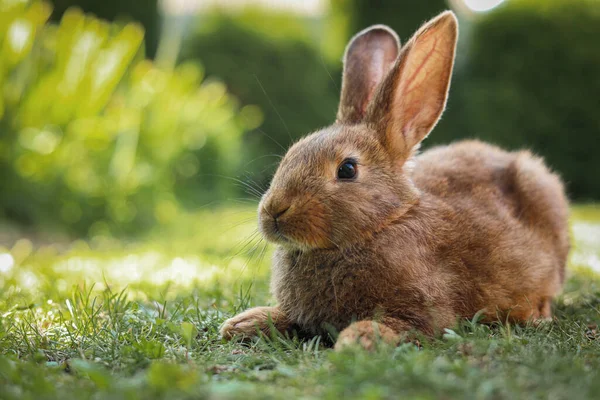 Schattig Pluizig Konijn Groen Gras Buiten Ruimte Voor Tekst — Stockfoto