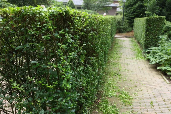 Beautiful Green Boxwood Hedge Outdoors Landscape Design — Fotografia de Stock